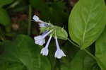 Virginia bluebells